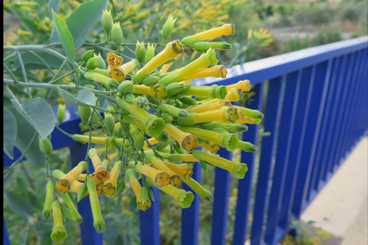 Dama-da-noite - Cestrum nocturnum 