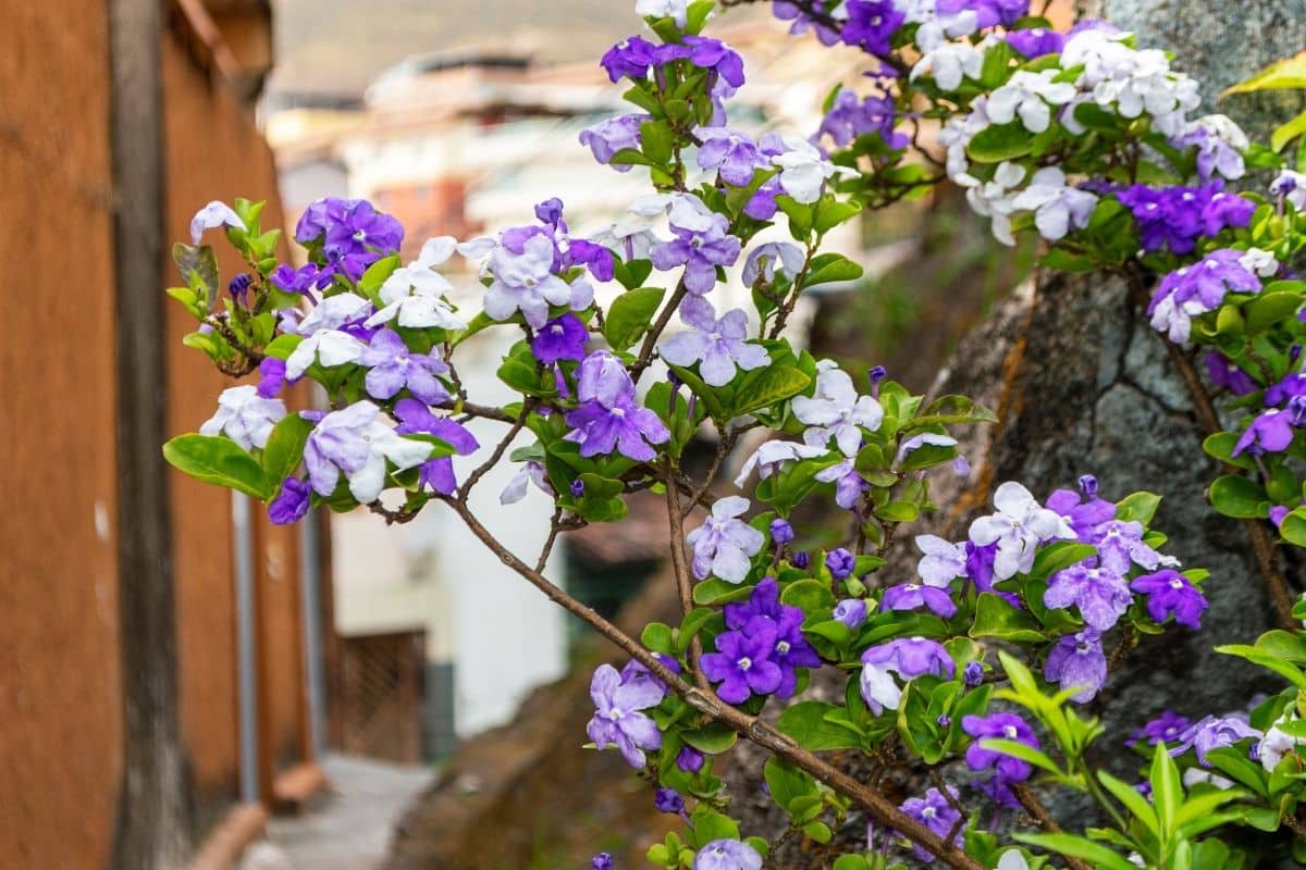 Como Plantar Manacá da Serra em Vasos: Descubra Como Ter Esta Bela Flor em Sua Casa! 3 manacá da serra