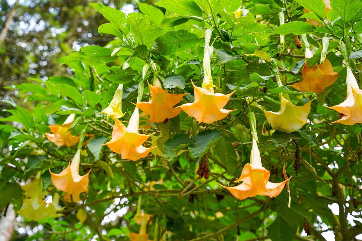 Plantas que Florescem à Noite: Desfrute do Encanto das Flores Noturnas em seu Jardim! 6 Plantas que Florescem à Noite: Desfrute do Encanto das Flores Noturnas em seu Jardim!
