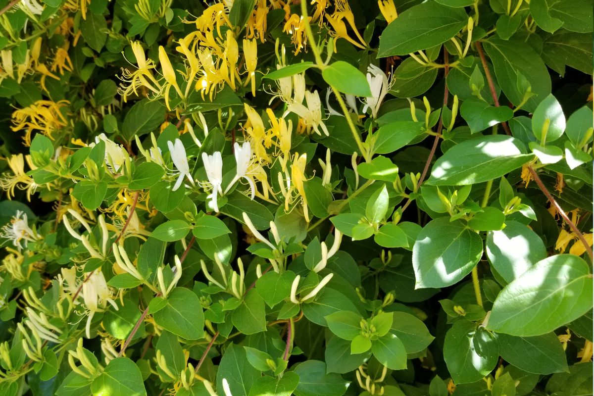 Plantas que Florescem à Noite: Desfrute do Encanto das Flores Noturnas em seu Jardim!