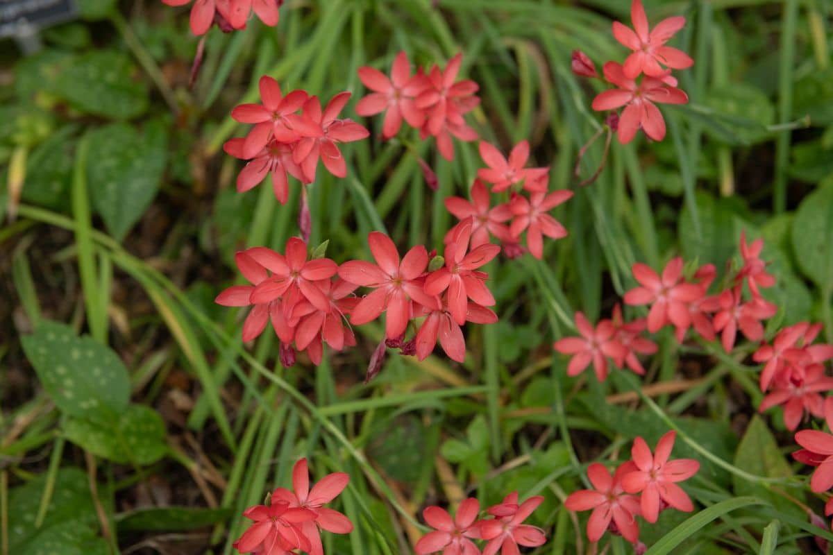 Plantas que Florescem à Noite: Desfrute do Encanto das Flores Noturnas em seu Jardim!