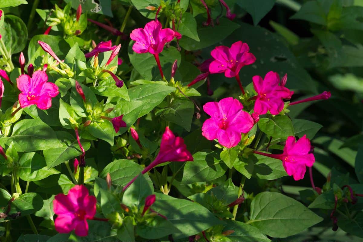 Plantas que Florescem à Noite: Desfrute do Encanto das Flores Noturnas em seu Jardim! 10 Plantas que Florescem à Noite: Desfrute do Encanto das Flores Noturnas em seu Jardim!