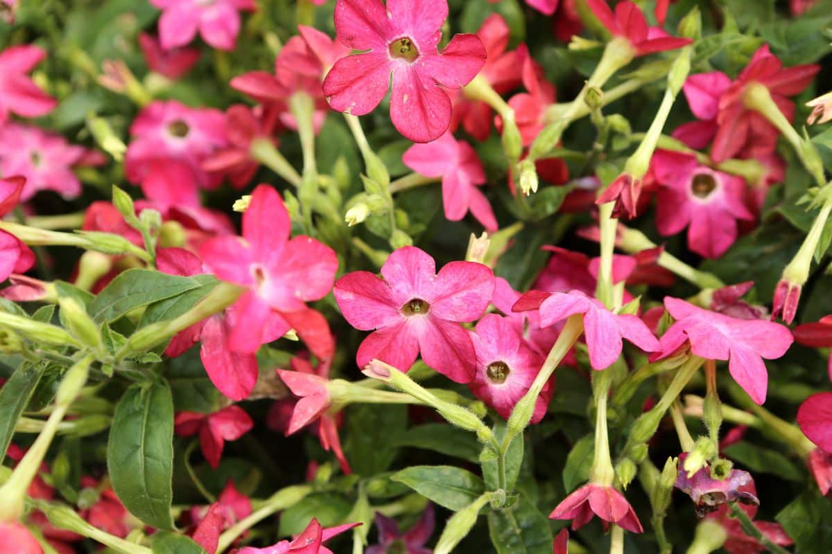 Plantas que Florescem à Noite: Desfrute do Encanto das Flores Noturnas em seu Jardim! 7 Plantas que Florescem à Noite: Desfrute do Encanto das Flores Noturnas em seu Jardim!