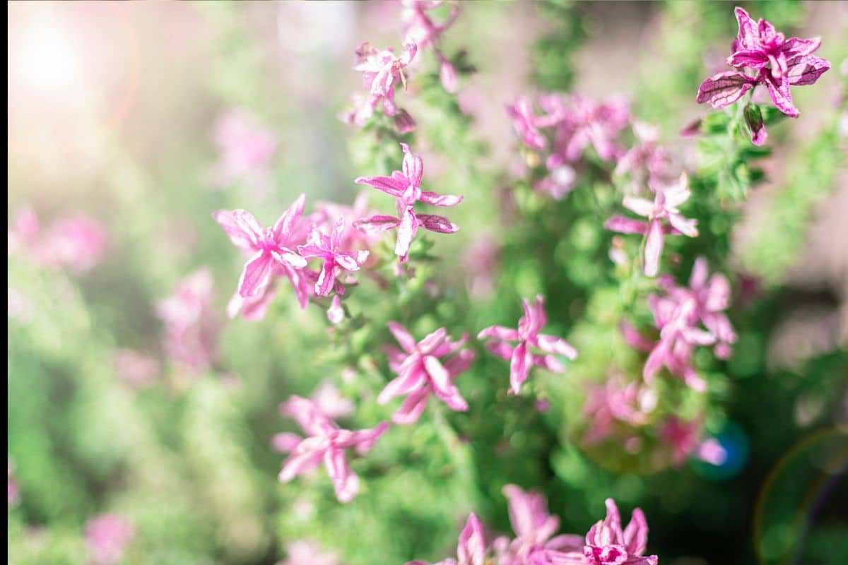 Plantas que Florescem à Noite: Desfrute do Encanto das Flores Noturnas em seu Jardim! 5 Plantas que Florescem à Noite: Desfrute do Encanto das Flores Noturnas em seu Jardim!
