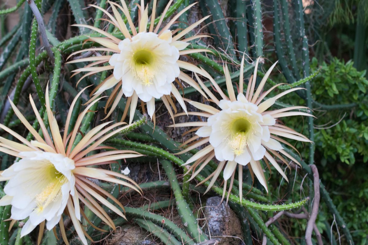 Plantas que Florescem à Noite: Desfrute do Encanto das Flores Noturnas em seu Jardim! 9 Plantas que Florescem à Noite: Desfrute do Encanto das Flores Noturnas em seu Jardim!