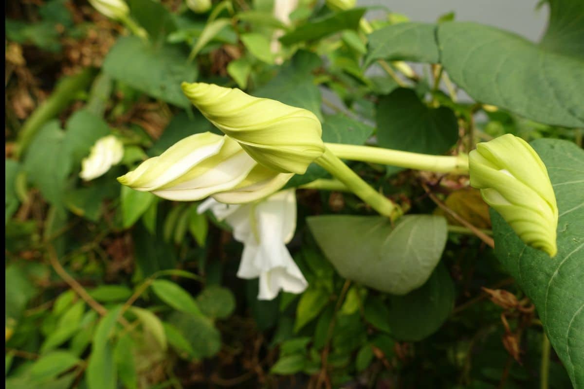 Plantas que Florescem à Noite: Desfrute do Encanto das Flores Noturnas em seu Jardim! 4 Plantas que Florescem à Noite: Desfrute do Encanto das Flores Noturnas em seu Jardim!
