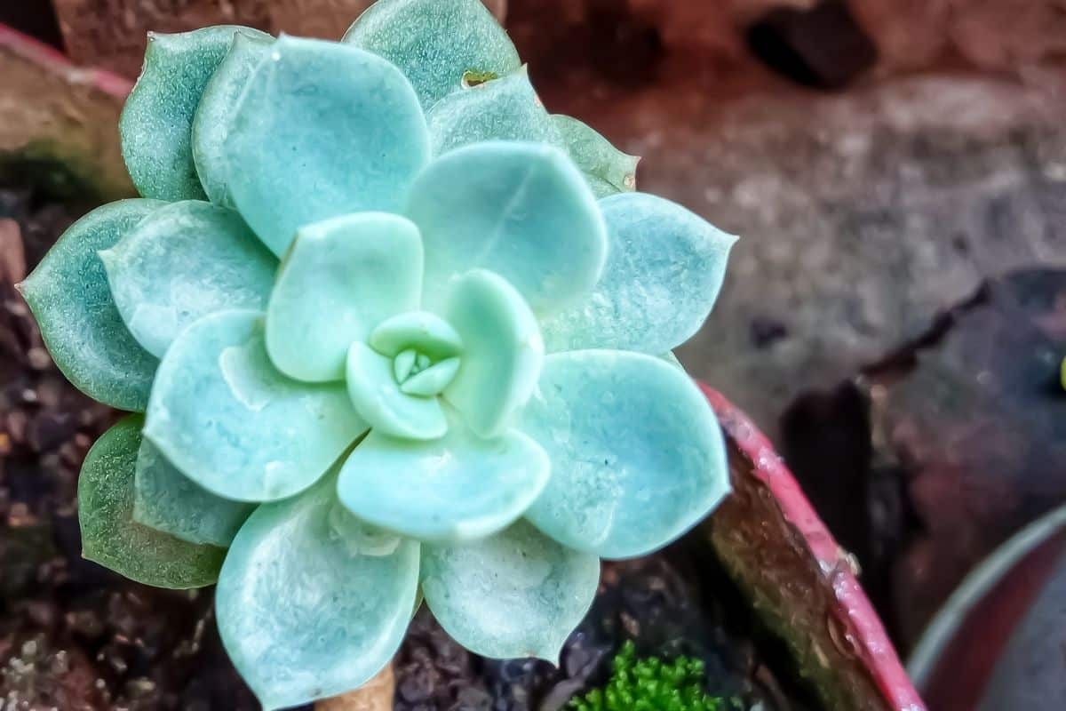 Suculentas de sombra: Descubra as espécies para cultivar com pouca luz! 2 Suculentas de sombra: Descubra as espécies para cultivar com pouca luz!