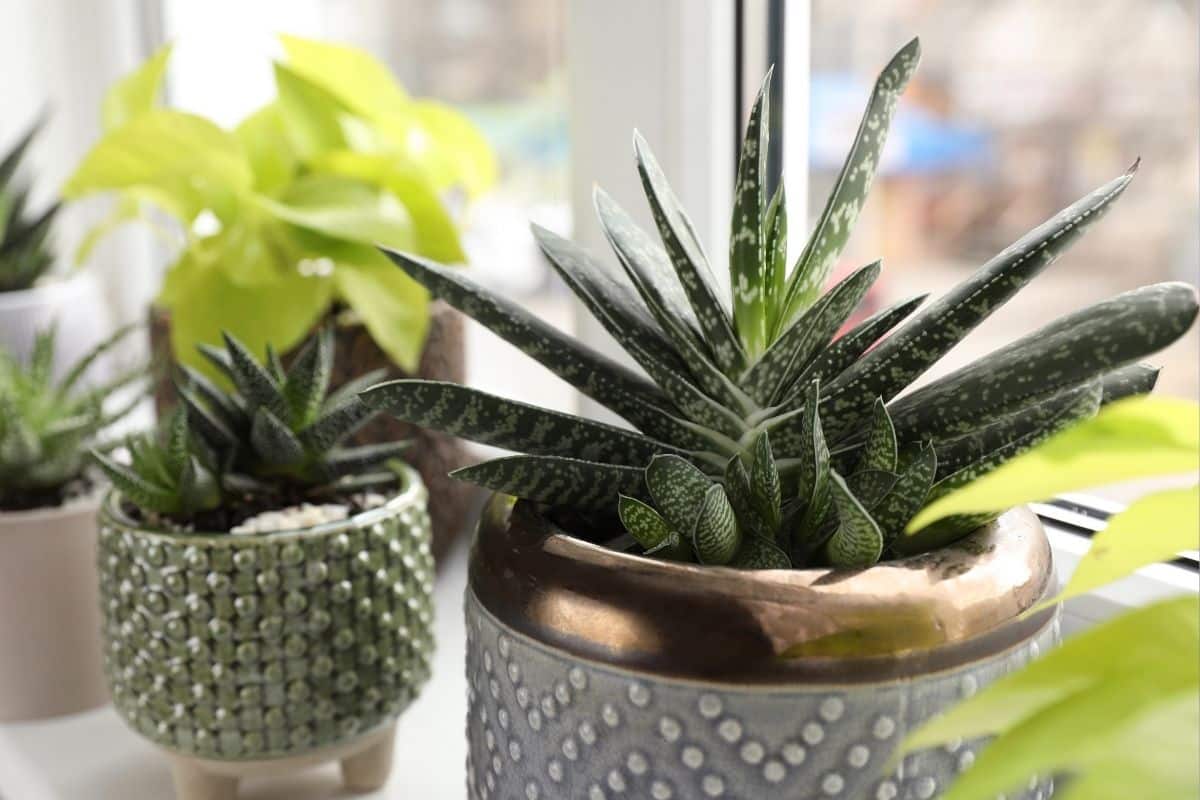 Suculentas de sombra: Descubra as espécies para cultivar com pouca luz! 4 Suculentas de sombra: Descubra as espécies para cultivar com pouca luz!
