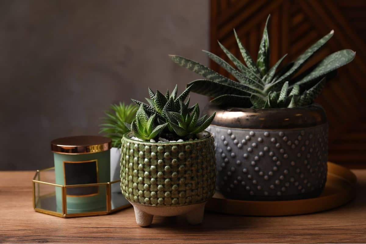 Suculentas de sombra: Descubra as espécies para cultivar com pouca luz! 5 Suculentas de sombra: Descubra as espécies para cultivar com pouca luz!