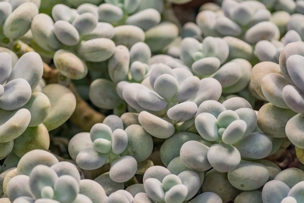 Suculenta Pedra da Lua: 12 Dicas para o Cultivo desta Planta Encantadora! 3 Suculenta Pedra da Lua: 12 Dicas para o Cultivo desta Planta Encantadora!
