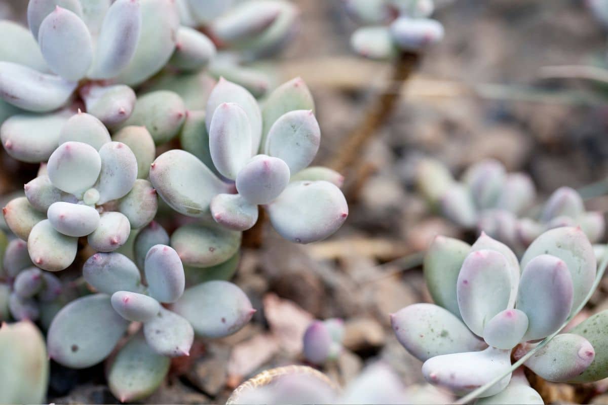 Suculenta Pedra da Lua: 12 Dicas para o Cultivo desta Planta Encantadora! 6 Suculenta Pedra da Lua: 12 Dicas para o Cultivo desta Planta Encantadora!