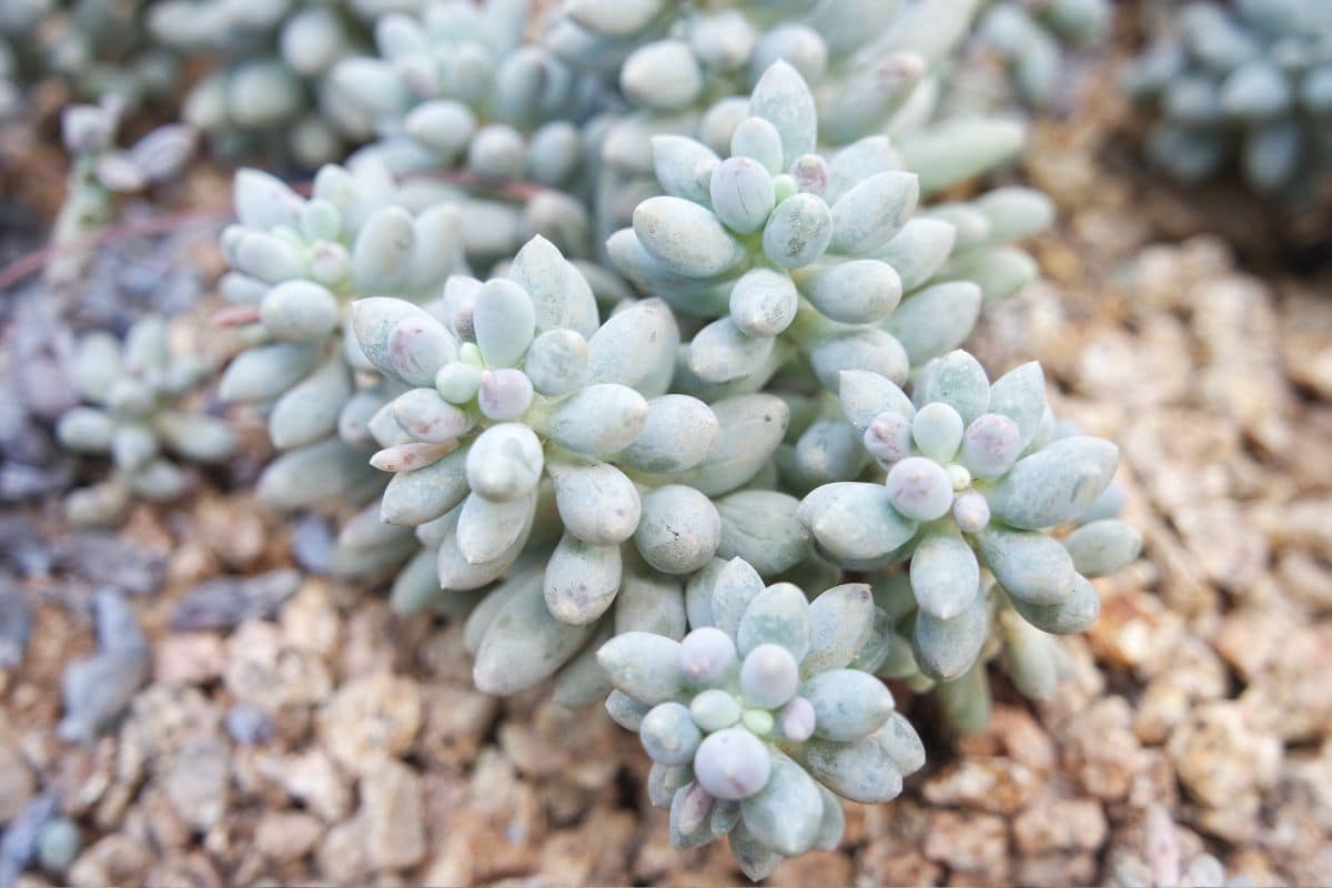 Suculenta Pedra da Lua: 12 Dicas para o Cultivo desta Planta Encantadora! 4 Suculenta Pedra da Lua: 12 Dicas para o Cultivo desta Planta Encantadora!