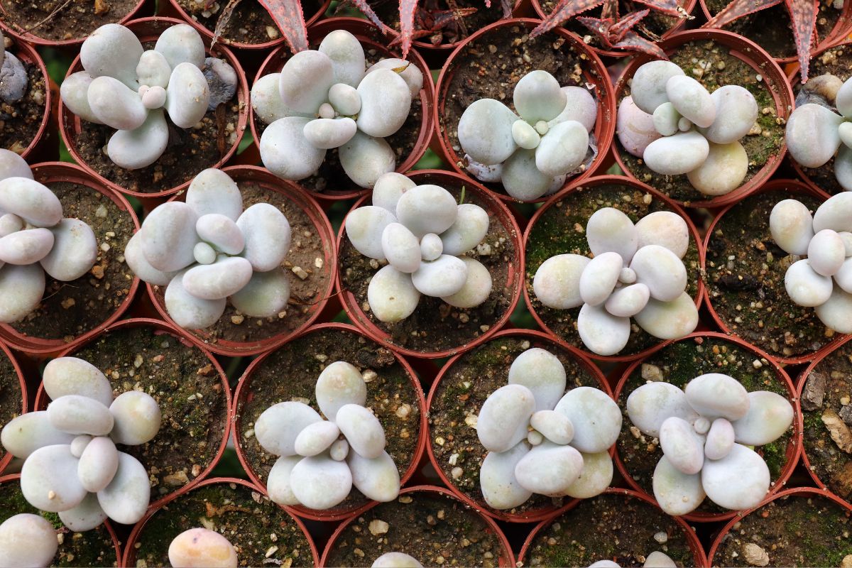 Suculenta Pedra da Lua: 12 Dicas para o Cultivo desta Planta Encantadora! 1 Suculenta Pedra da Lua: 12 Dicas para o Cultivo desta Planta Encantadora!