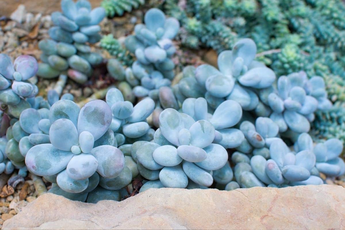 Suculenta Pedra da Lua: 12 Dicas para o Cultivo desta Planta Encantadora! 2 Suculenta Pedra da Lua: 12 Dicas para o Cultivo desta Planta Encantadora!