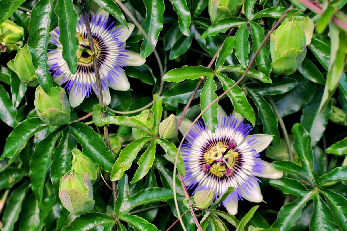 Trepadeiras: Beleza e Elegância para seu Espaço Verde.