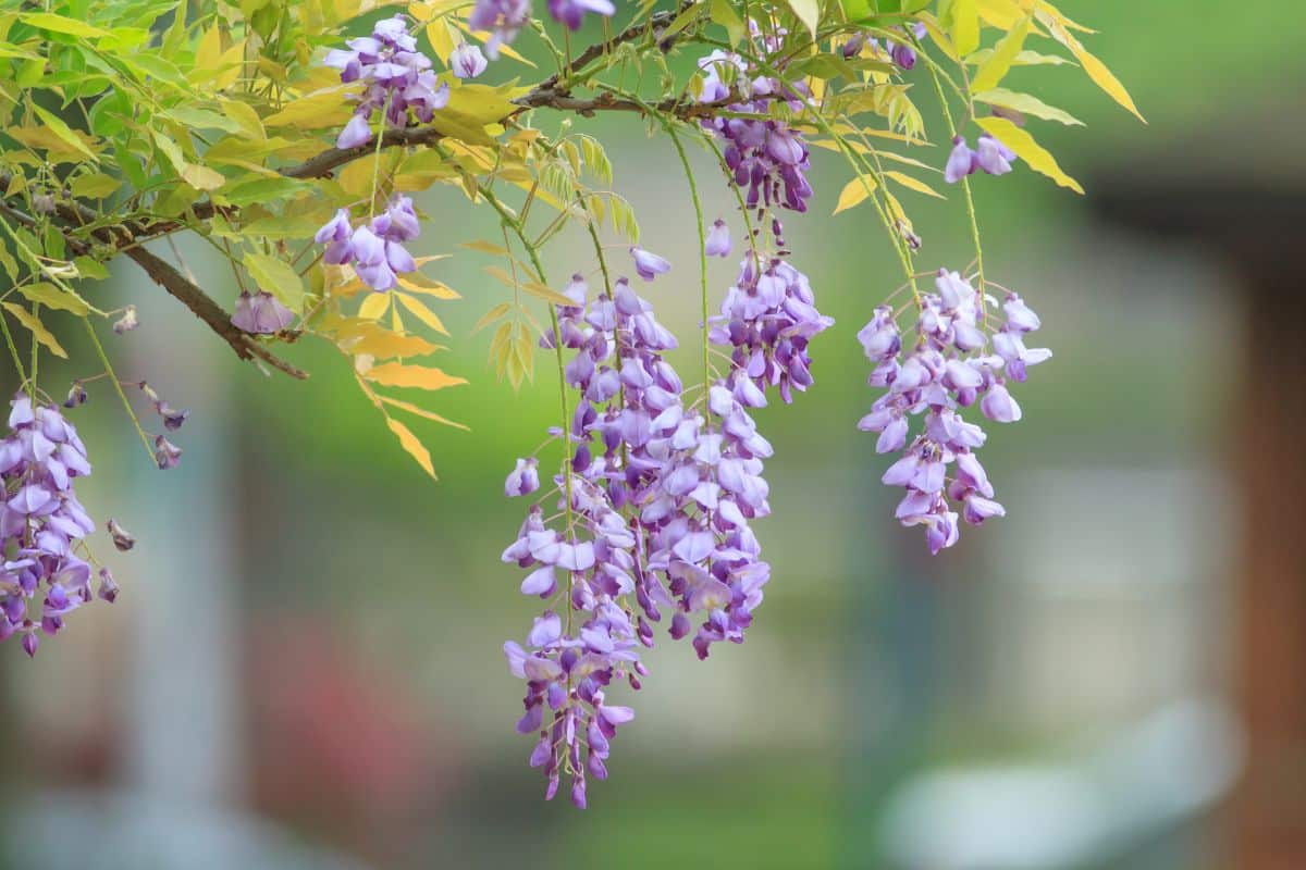 Trepadeiras: Beleza e Elegância para seu Espaço Verde.