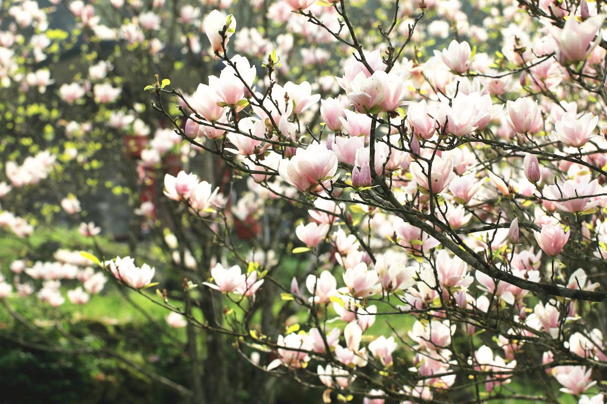 Árvore Magnolia: O Guia Completo para Esta Maravilha Natural 5 Árvore Magnolia: O Guia Completo para Esta Maravilha Natural