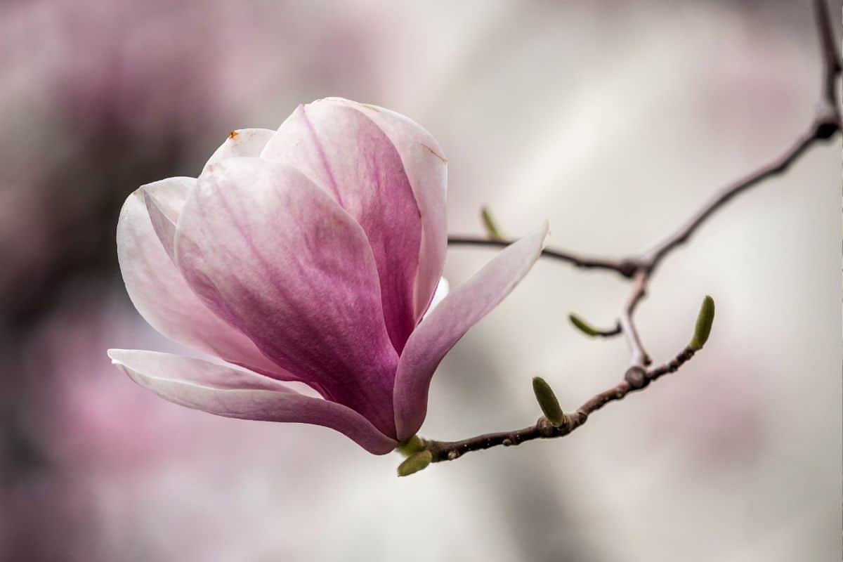Árvore Magnolia: O Guia Completo para Esta Maravilha Natural 4 Árvore Magnolia: O Guia Completo para Esta Maravilha Natural