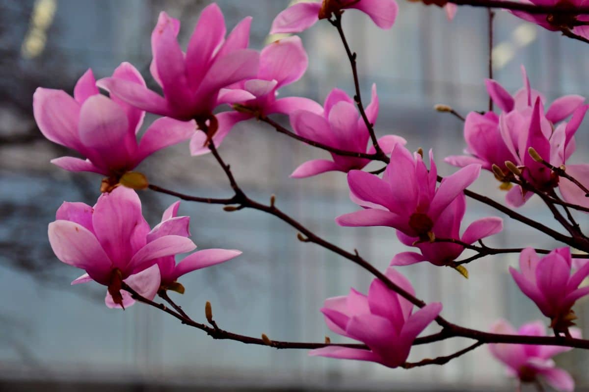 Árvore Magnolia: O Guia Completo para Esta Maravilha Natural 3 Árvore Magnolia: O Guia Completo para Esta Maravilha Natural