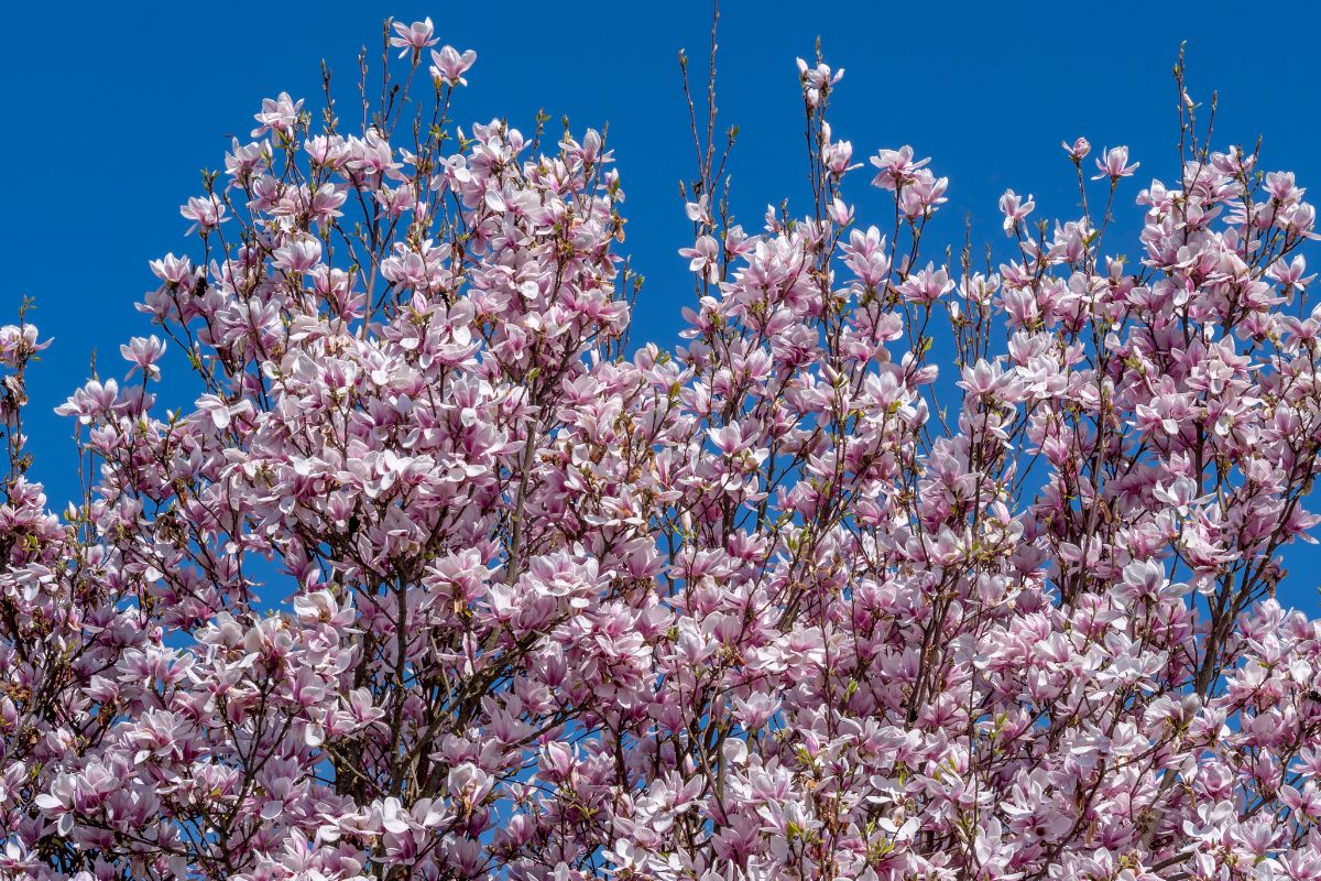 Árvore Magnolia: O Guia Completo para Esta Maravilha Natural 2 Árvore Magnolia: O Guia Completo para Esta Maravilha Natural