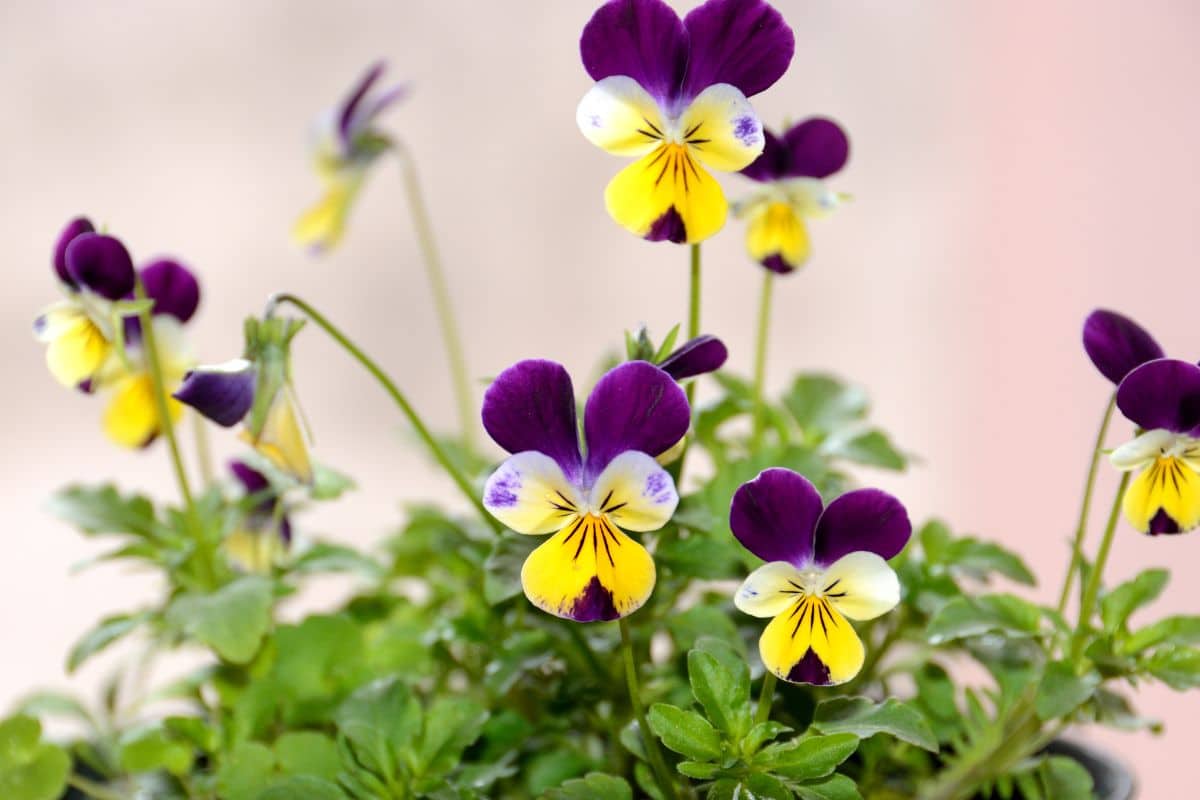 Flor Amor Perfeito: Como Cultivar e Encantar Seu Jardim