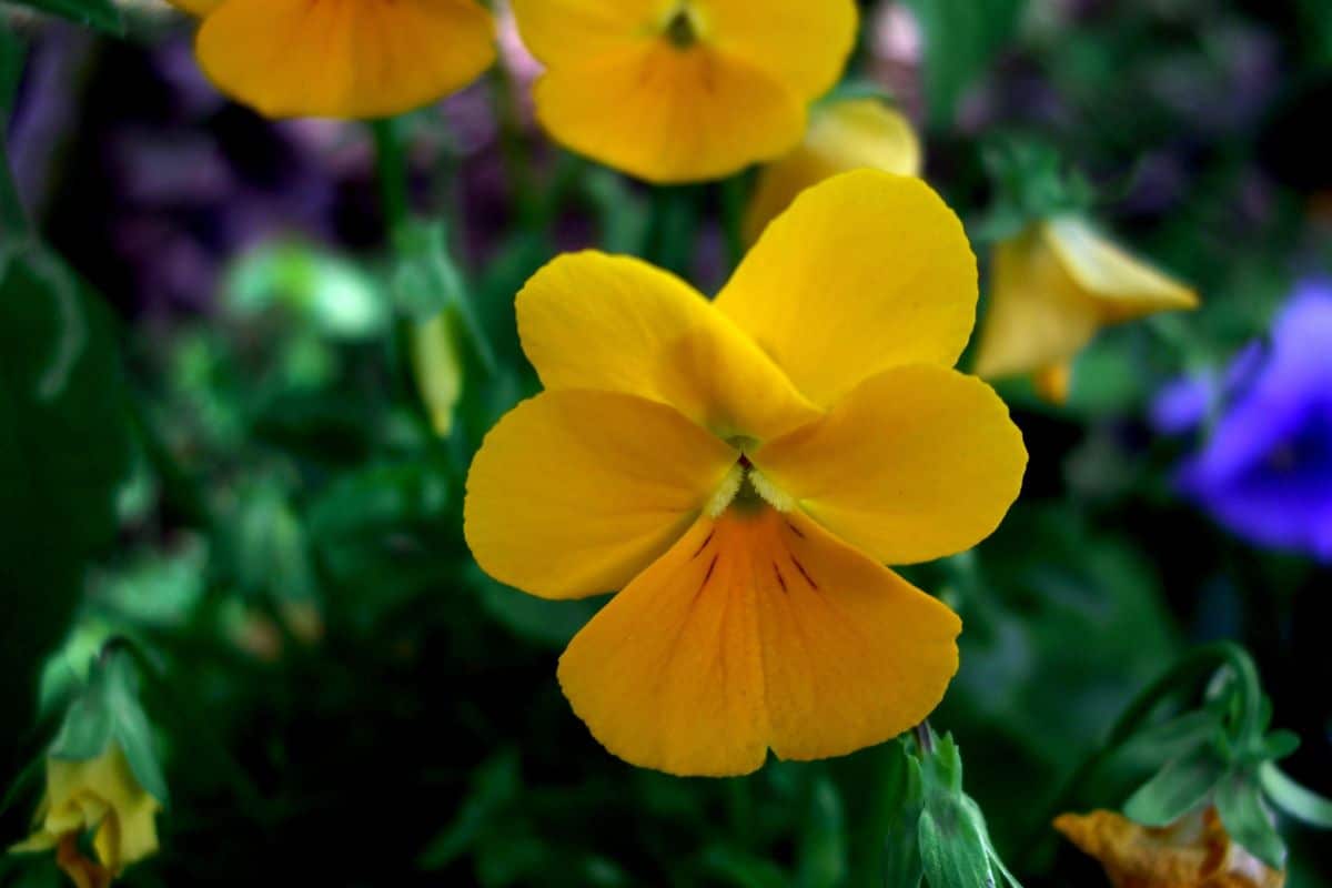 Flor Amor Perfeito: Como Cultivar e Encantar Seu Jardim