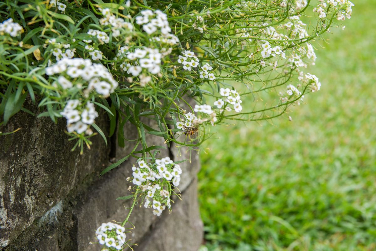 Flores que Atraem Beija-Flor: As 5 Plantas que Vão Alegrar o Seu Jardim! 7 Flores que Atraem Beija-Flor: As 5 Plantas que Vão Alegrar o Seu Jardim!