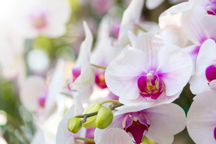 Orquídea Phalaenopsis: Como Cultivar e Encantar Com Suas Flores!