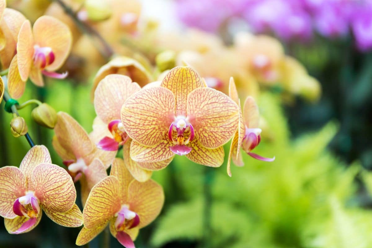 Como Saber Se a Orquídea Vai Dar Flor: Sinais e Dicas Fáceis de Perceber! 28 Orquídea Phalaenopsis: Como Cultivar e Encantar Com Suas Flores!