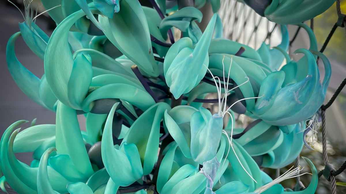 Trepadeira Jade: Como Cultivar e Apreciar Esta Beleza Verdejante 4 Trepadeira Jade: Como Cultivar e Apreciar Esta Beleza Verdejante