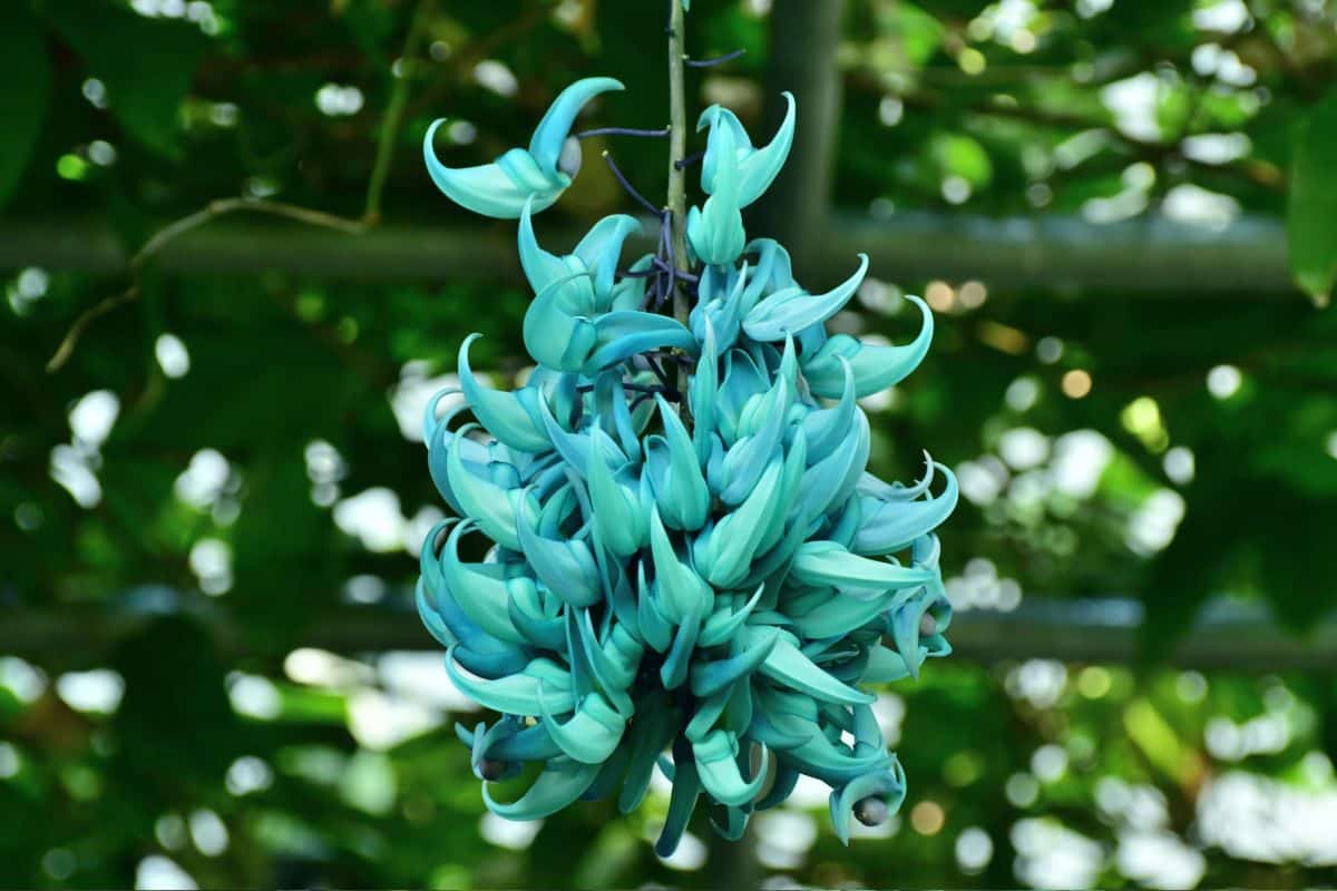 Trepadeira Jade: Como Cultivar e Apreciar Esta Beleza Verdejante 1 Trepadeira Jade: Como Cultivar e Apreciar Esta Beleza Verdejante