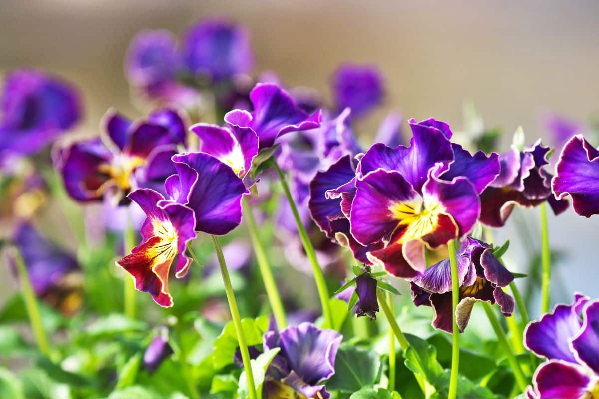 Flores Roxas: Como Cultivar e Encantar Com Suas Tonalidades