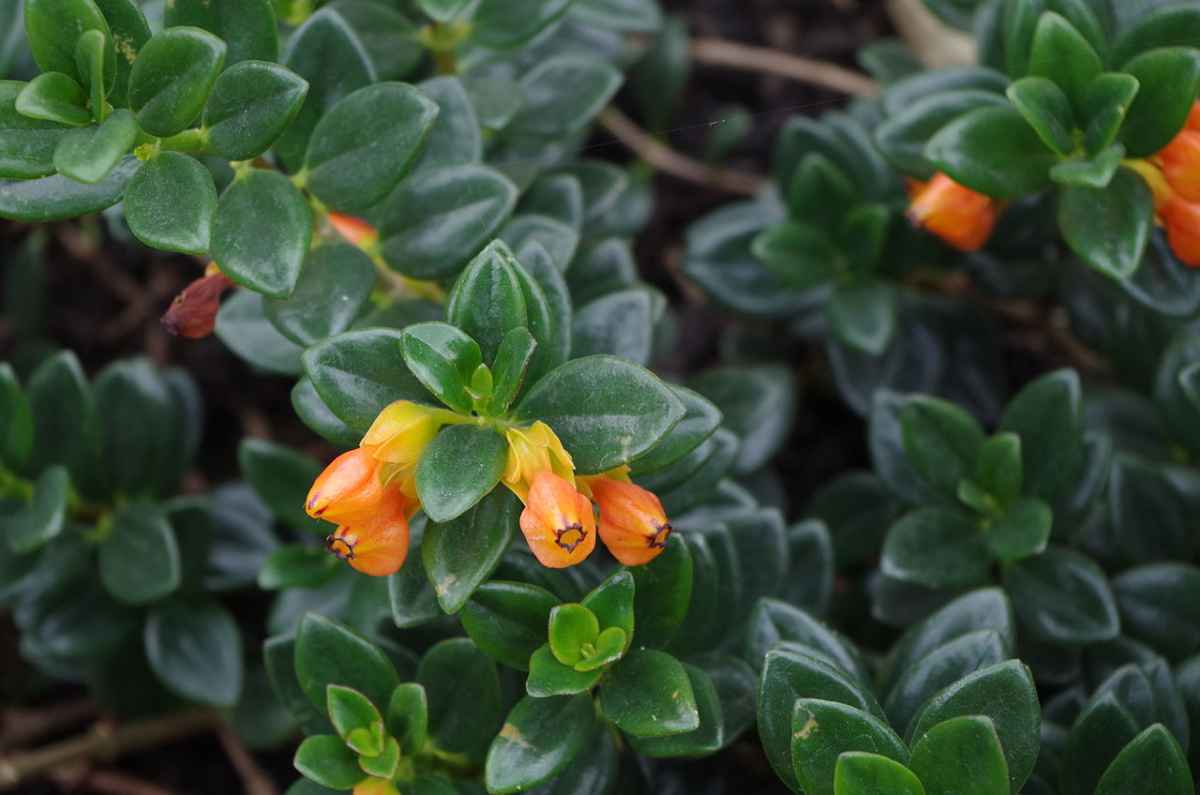 Planta Columéia Peixinho: Dicas para Cultivar e Apreciar Seu Design Único! 2 Planta Columéia Peixinho: Dicas para Cultivar e Apreciar Seu Design Único!