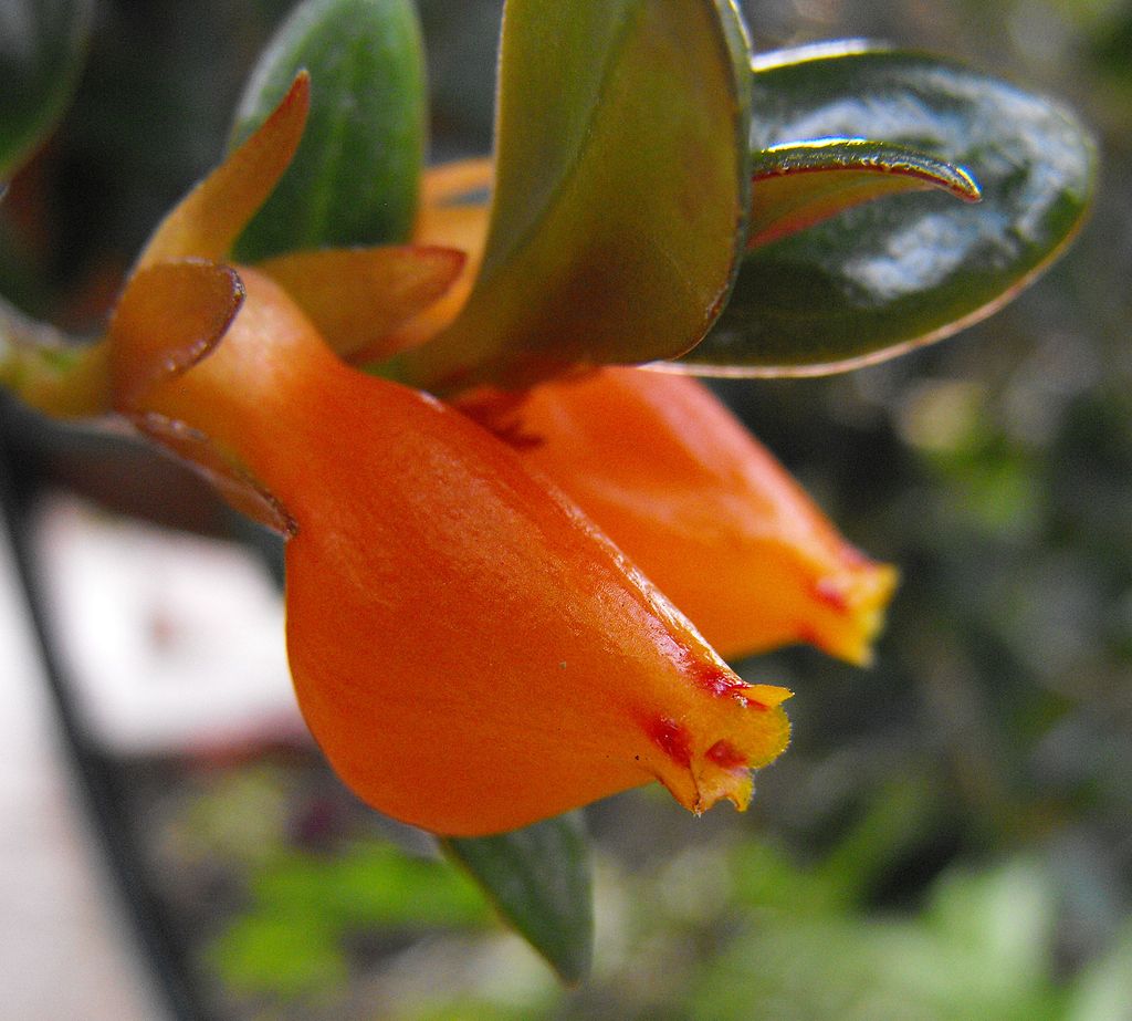Planta Columéia Peixinho: Dicas para Cultivar e Apreciar Seu Design Único! 1 Planta Columéia Peixinho: Dicas para Cultivar e Apreciar Seu Design Único!