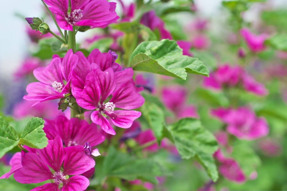 Flores que Atraem Beija-Flor: As 5 Plantas que Vão Alegrar o Seu Jardim! 8 Flores que Atraem Beija-Flor: As 5 Plantas que Vão Alegrar o Seu Jardim!