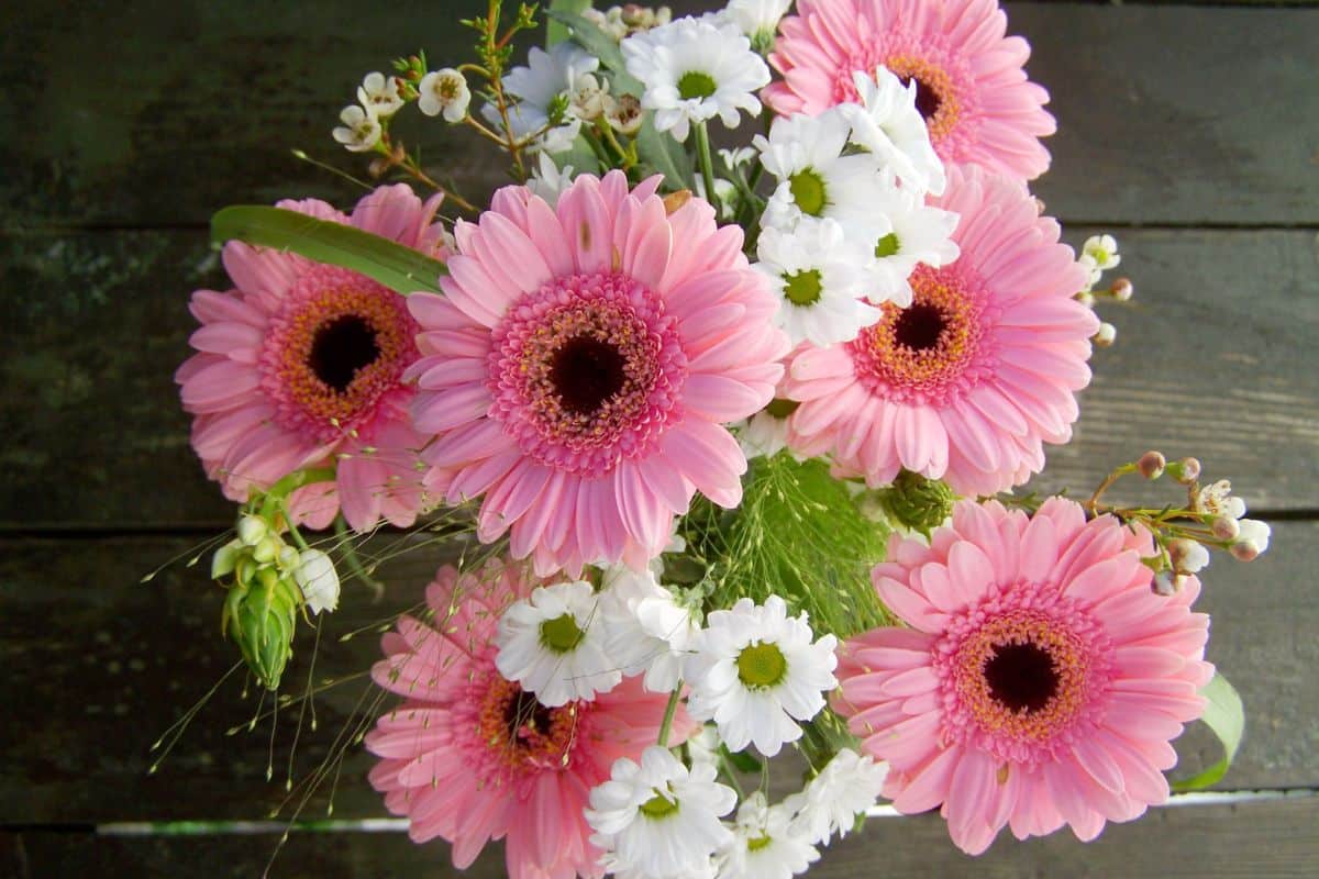 Gerbera: Dicas para Cultivar e Colorir Seu Ambiente 4 Gerbera: Dicas para Cultivar e Colorir Seu Ambiente
