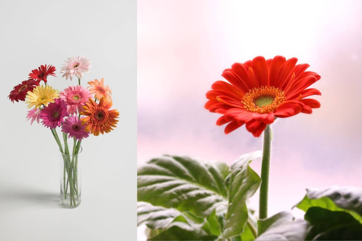 Gerbera: Dicas para Cultivar e Colorir Seu Ambiente 2 Gerbera: Dicas para Cultivar e Colorir Seu Ambiente