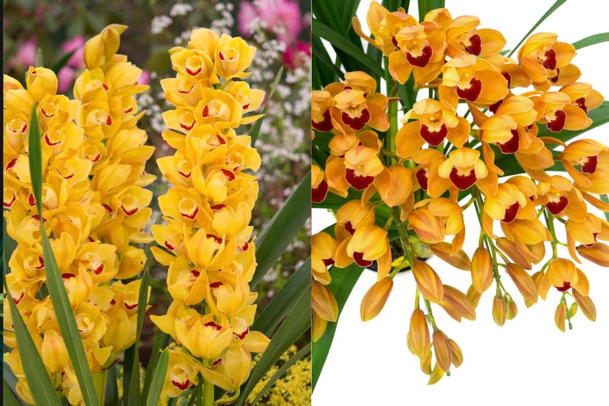 Cymbidium: A Orquídea Preferida dos Brasileiros e Seus Segredos de Cultivo! 3 Cymbidium: A Orquídea Preferida dos Brasileiros e Seus Segredos de Cultivo