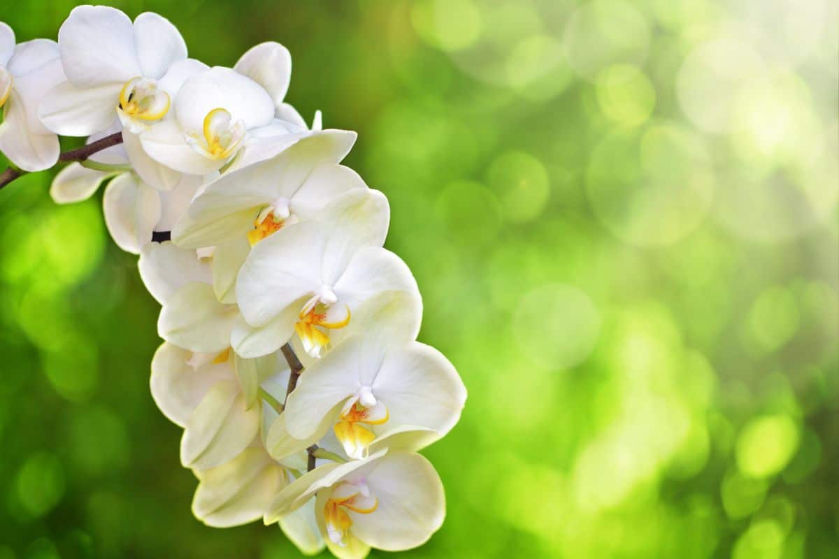 Orquídea Branca: Como Cultivar e Apreciar Sua Elegância?