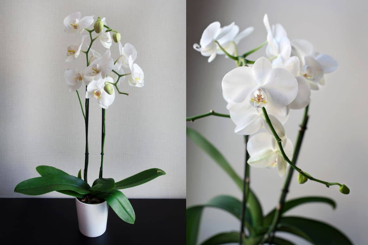 Orquídea Branca: Como Cultivar e Apreciar Sua Elegância?