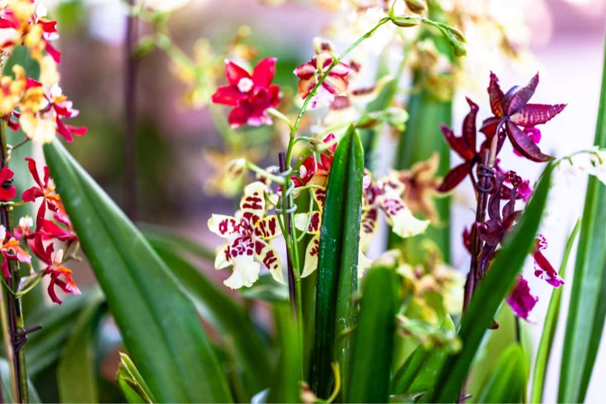 Flores Roxas: Como Cultivar e Encantar Com Suas Tonalidades