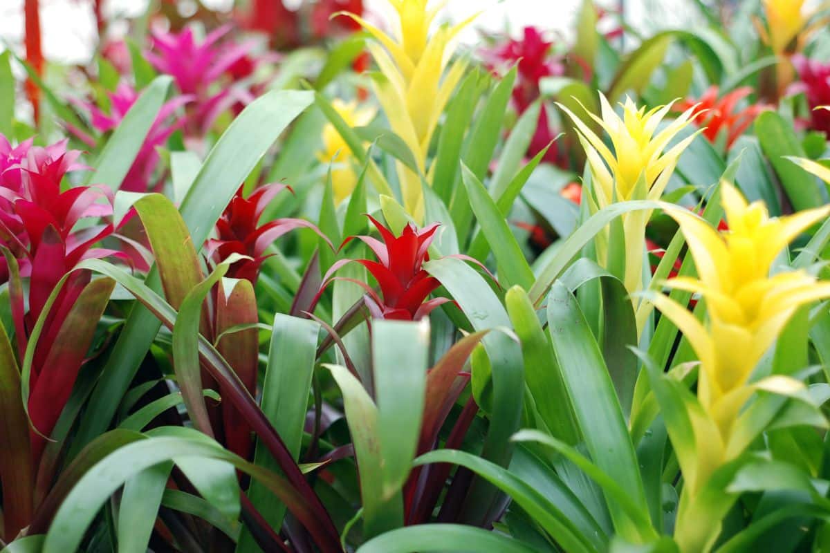 Descubra os Segredos da Bromélia: A Tendência em Plantas de Interior que Cresceu 30% em Popularidade! 2 Descubra os Segredos das Bromélias