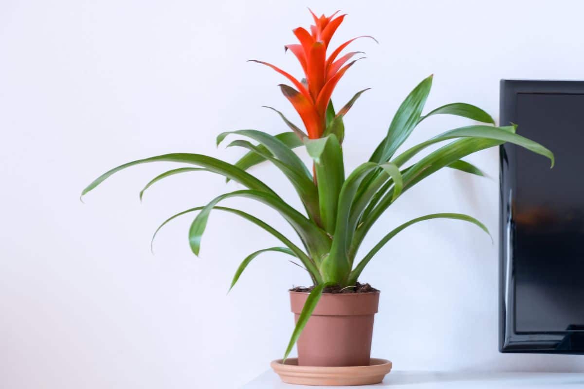 Descubra os Segredos da Bromélia: A Tendência em Plantas de Interior que Cresceu 30% em Popularidade! 3 Descubra os Segredos das Bromélias