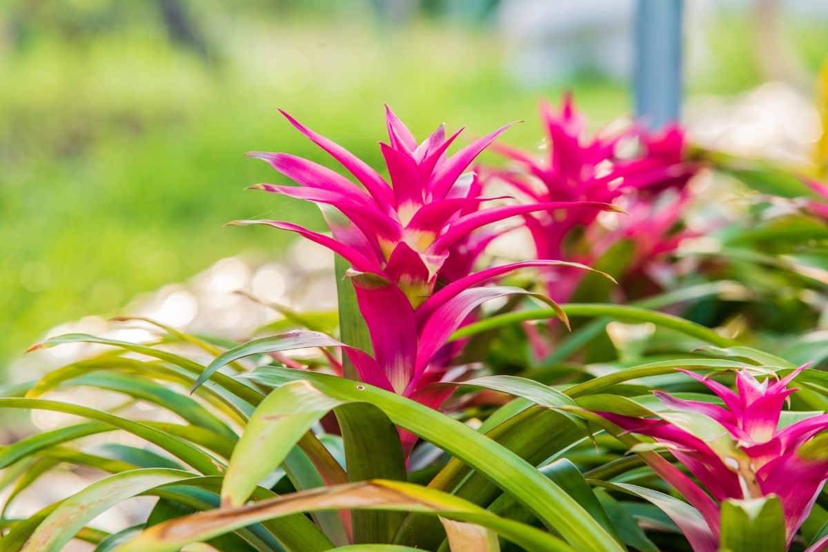 Descubra os Segredos da Bromélia: A Tendência em Plantas de Interior que Cresceu 30% em Popularidade! 1 Descubra os Segredos das Bromélias
