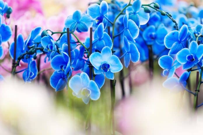 Tendência Atual: A Rara Orquídea Azul Encanta o Mundo da Botânica!
