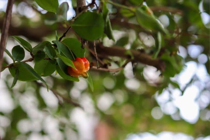 Pitangueira em Vaso: Como Cultivar e Desfrutar de Frutas Frescas!