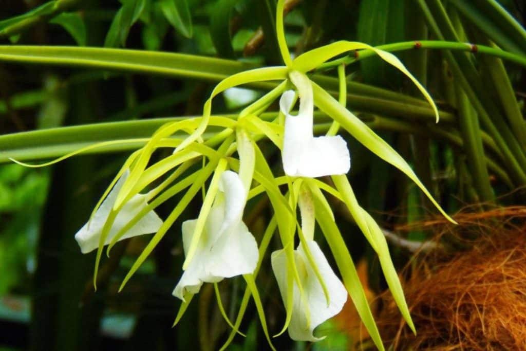 12 Tipos De Orquídeas Do Mato: Conheça E Cultive Estas Belezas Naturais