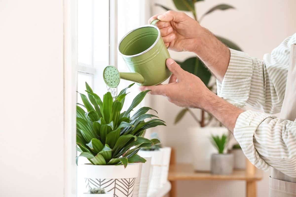Pacová: Como Cultivar e Cuidar Desta Linda Planta de Interior! 1 Pacová: Como Cultivar e Cuidar Desta Linda Planta de Interior!