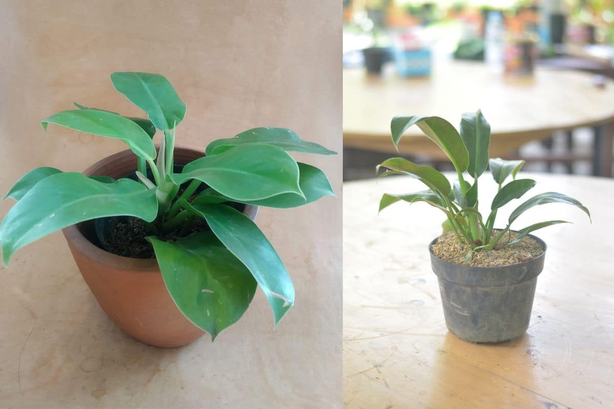 Pacová: Como Cultivar e Cuidar Desta Linda Planta de Interior! 21 Pacová: Como Cultivar e Cuidar Desta Linda Planta de Interior!