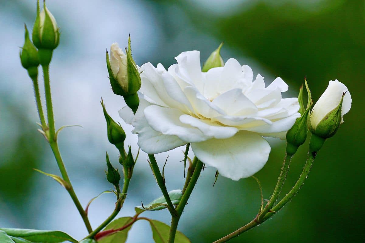 Rosa Branca: Significados e Dicas para Cultivar e Presentear